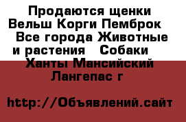 Продаются щенки Вельш Корги Пемброк  - Все города Животные и растения » Собаки   . Ханты-Мансийский,Лангепас г.